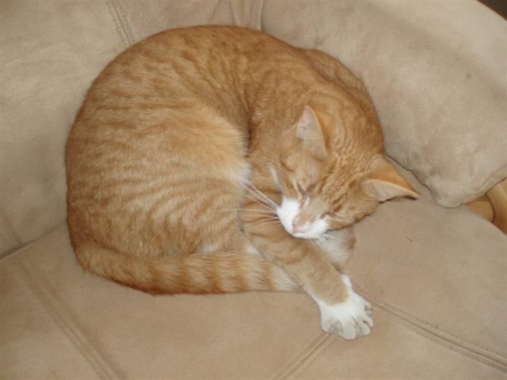 Huskat Speedy  - her sover han igen billede 2