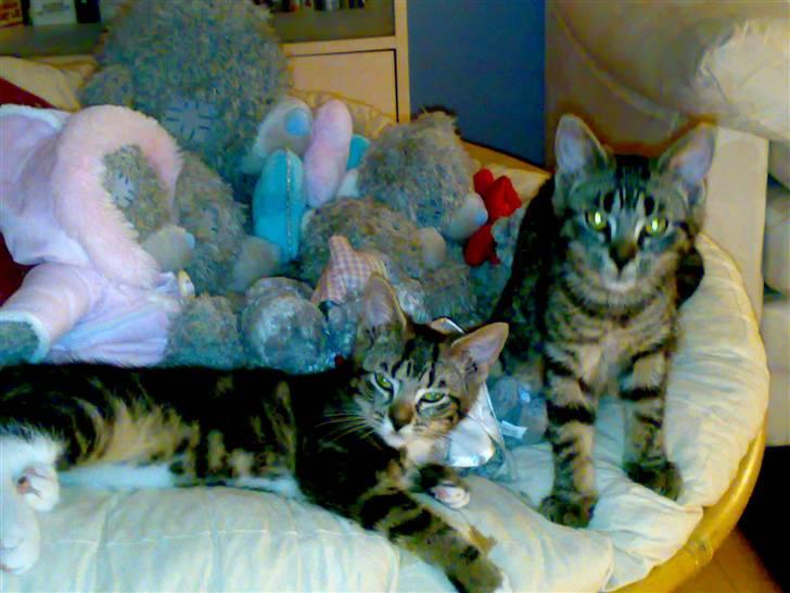 Blanding af racer Tiki billede 11