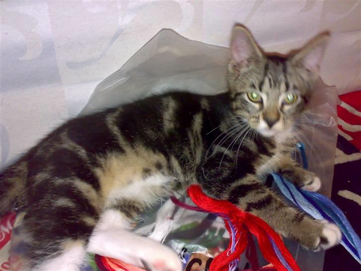 Blanding af racer Tiki billede 12