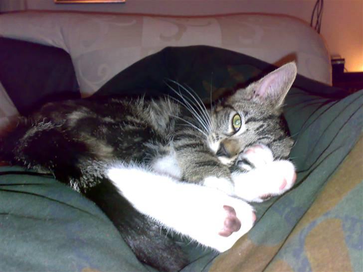 Blanding af racer Tiki billede 13