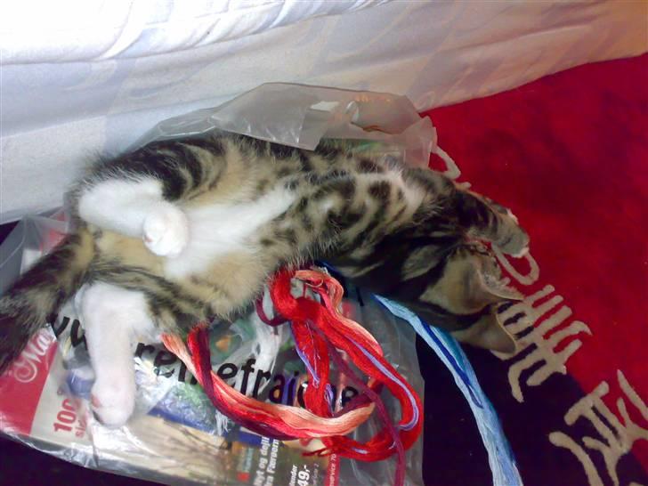 Blanding af racer Tiki billede 14