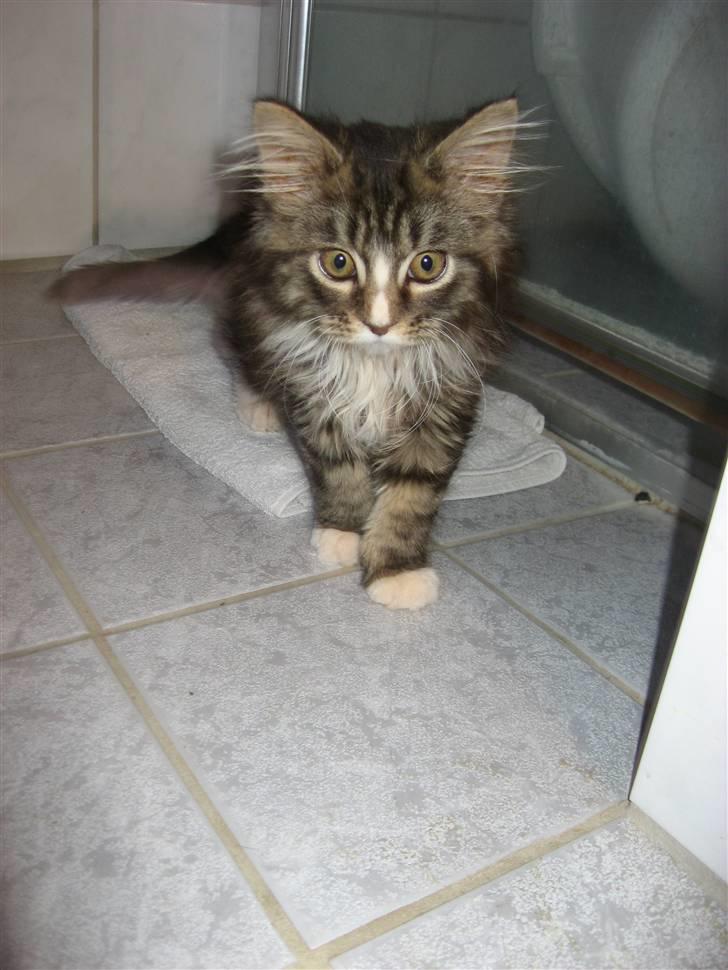 Maine Coon Angel - 20. januar 2008 billede 2