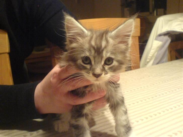 Maine Coon Burzum billede 1