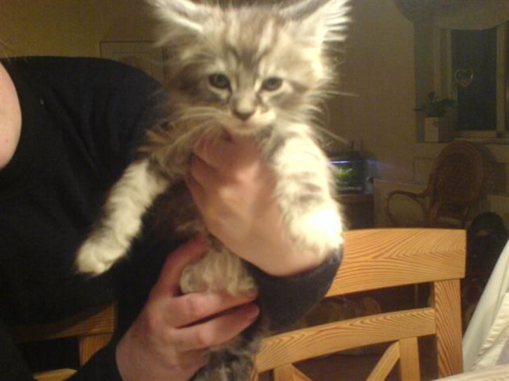 Maine Coon Burzum billede 2