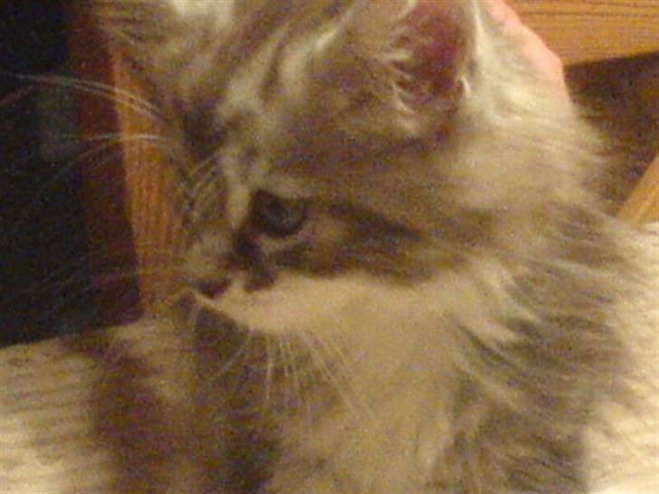 Maine Coon Burzum billede 3