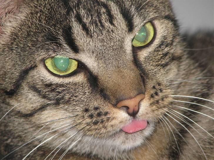 Blanding af racer ((( Sofus ))) billede 1