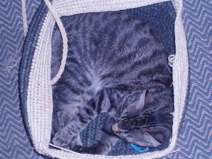 Blanding af racer ((( Sofus ))) billede 2