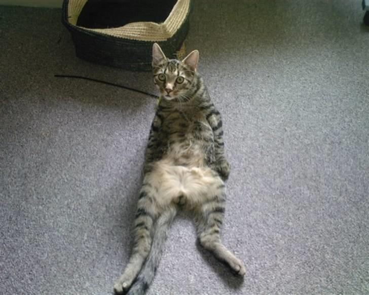 Blanding af racer ((( Sofus ))) - UHH er jeg ikk bare lækker billede 3