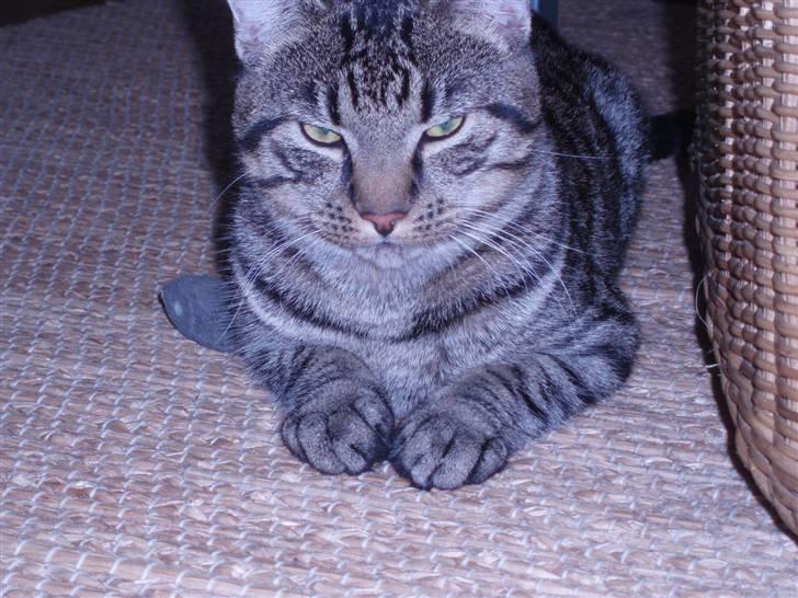 Blanding af racer ((( Sofus ))) billede 4