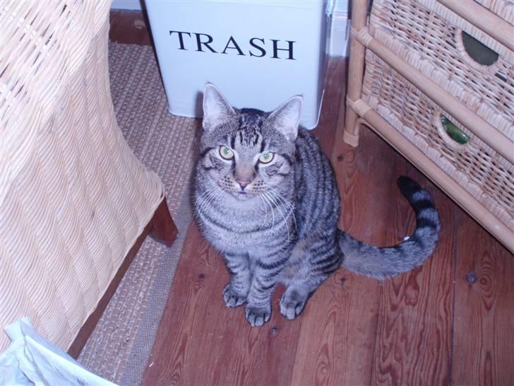 Blanding af racer ((( Sofus ))) billede 5