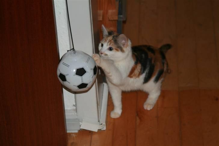 Blanding af racer Trine billede 1