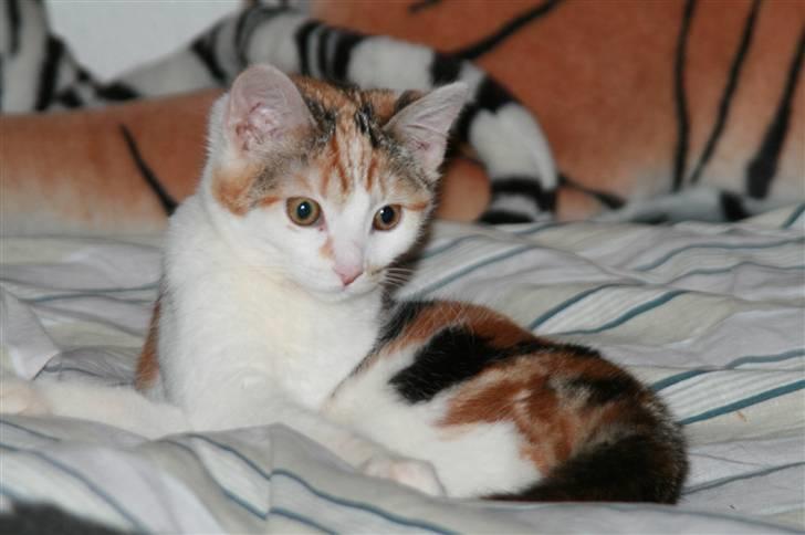 Blanding af racer Trine billede 2