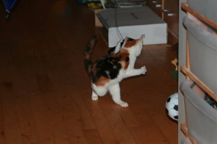 Blanding af racer Trine billede 3