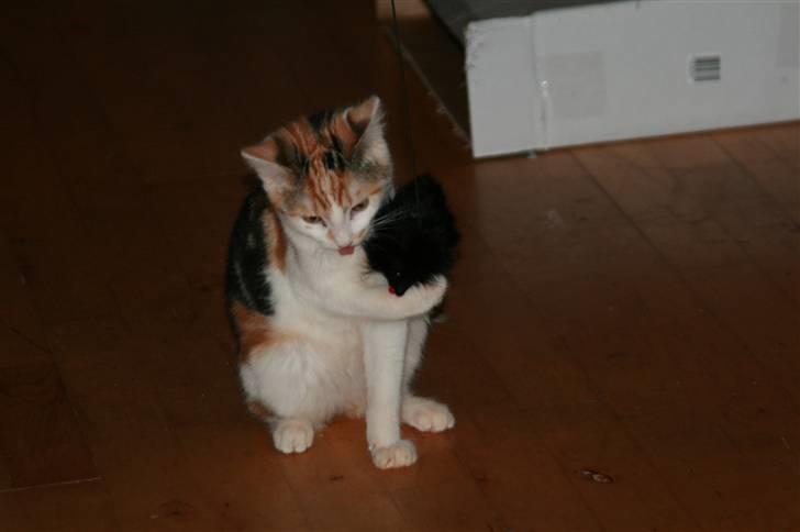 Blanding af racer Trine billede 4