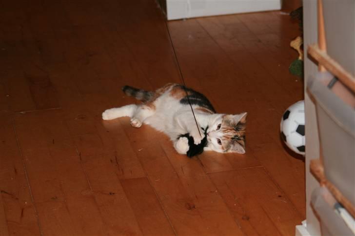 Blanding af racer Trine billede 5