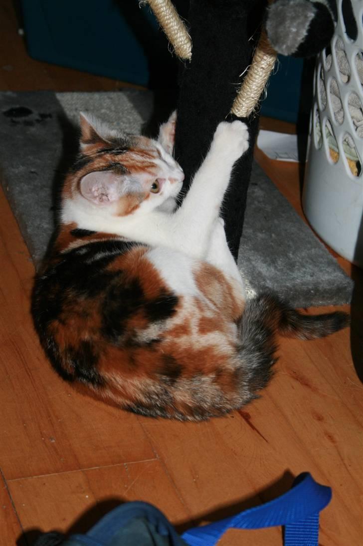 Blanding af racer Trine billede 6