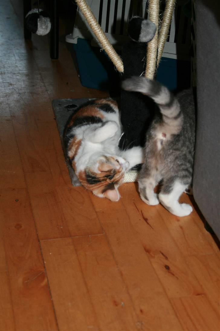 Blanding af racer Trine billede 7