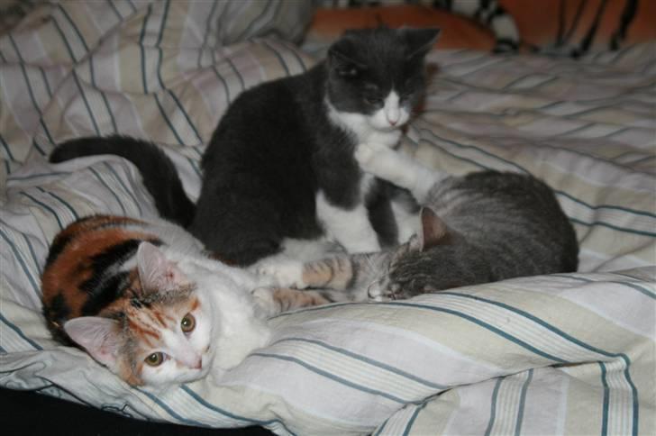 Blanding af racer Trine billede 8