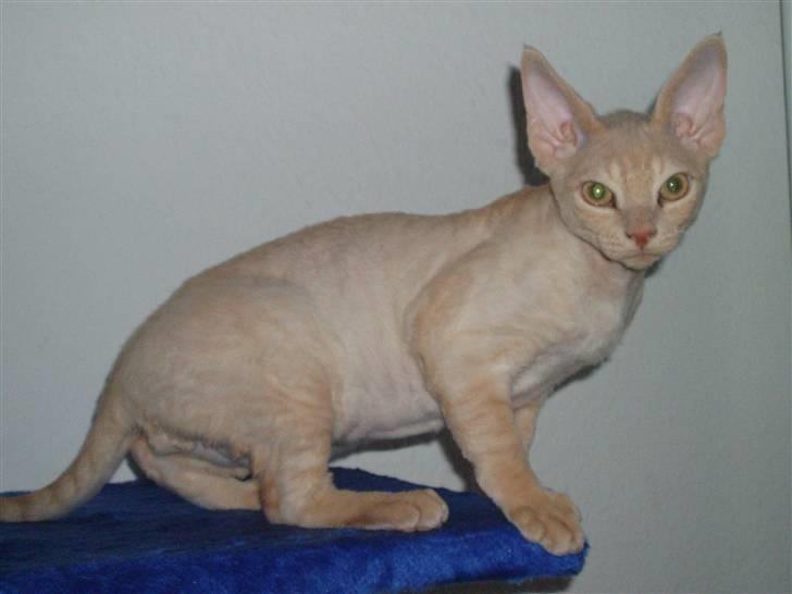 Devon Rex DK Crispus Luke SkyWalker billede 1