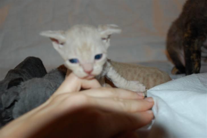 Devon Rex DK Crispus Luke SkyWalker billede 2