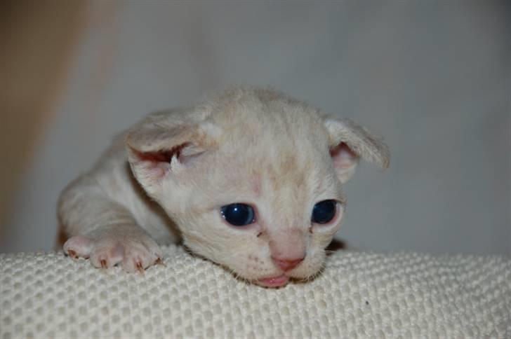 Devon Rex DK Crispus Luke SkyWalker billede 3