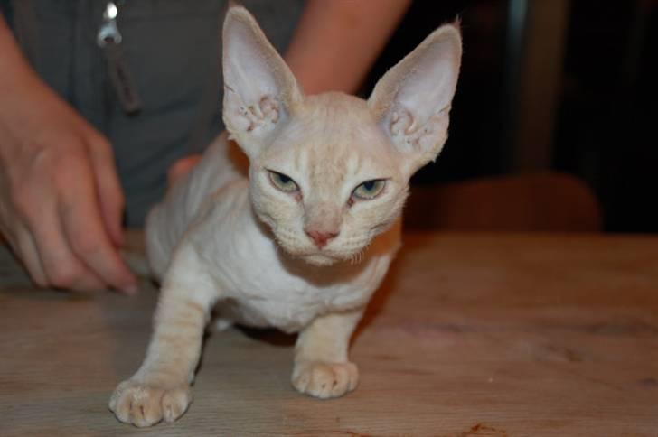 Devon Rex DK Crispus Luke SkyWalker - hehe... billede 4