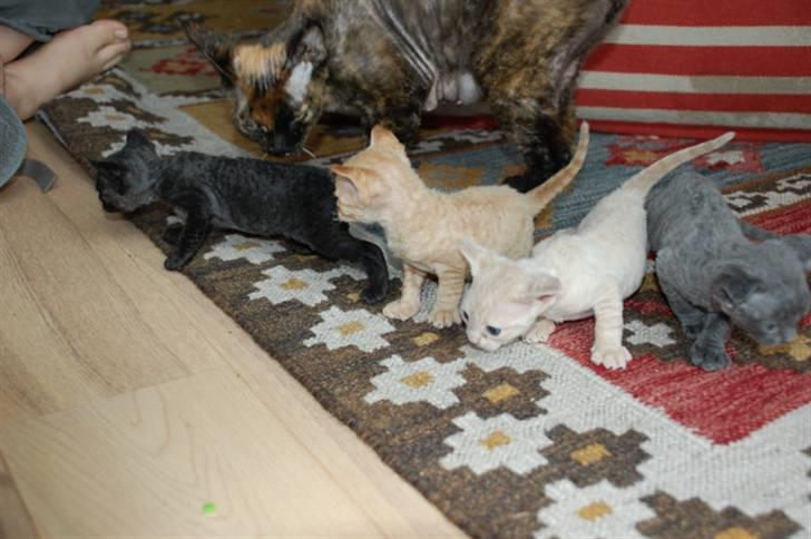 Devon Rex DK Crispus Luke SkyWalker - Pasha og hans søskende billede 5