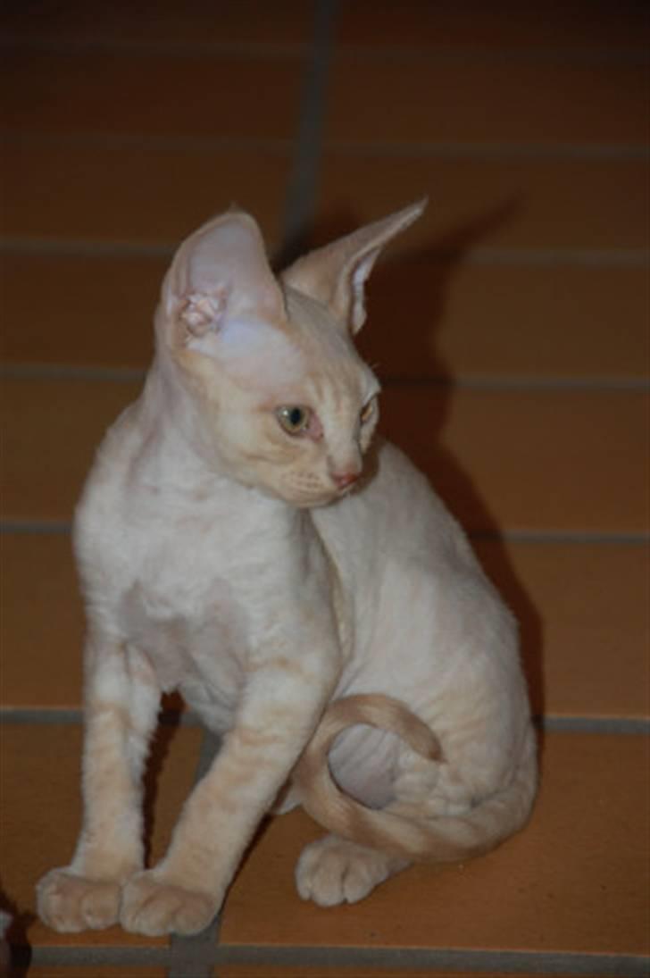 Devon Rex DK Crispus Luke SkyWalker billede 6