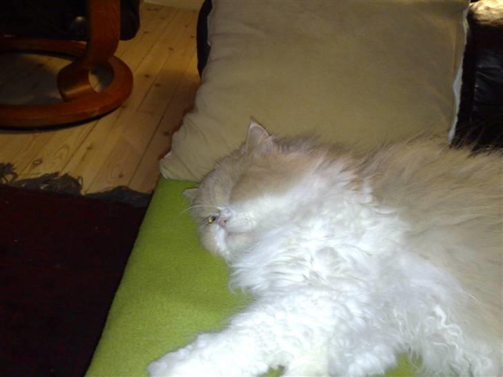 Perser Cæsar billede 8