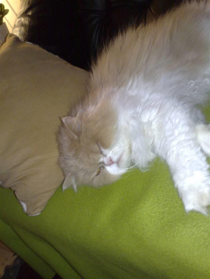 Perser Cæsar billede 9