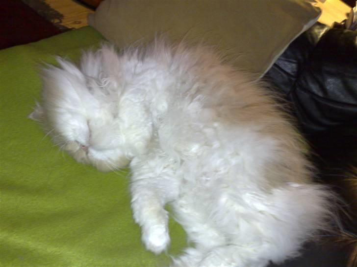 Perser Cæsar billede 10