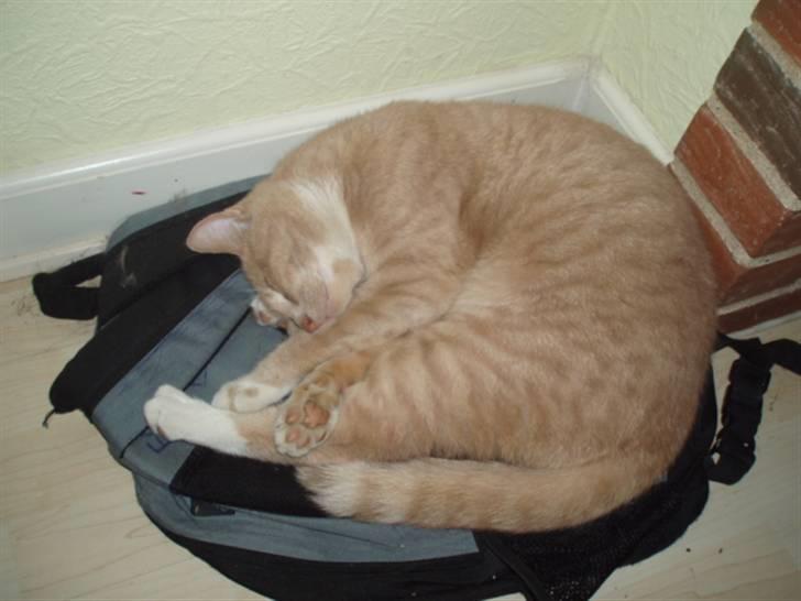 Huskat Snehvide - den kan finde på at ligge sig alle mulige steder billede 1