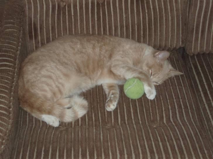 Huskat Snehvide - min dejlige kat:-) billede 2