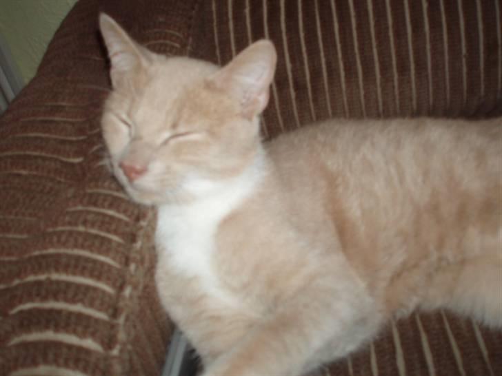 Huskat Snehvide - den er bare sød når den sover, syn´s du ikk??? billede 3