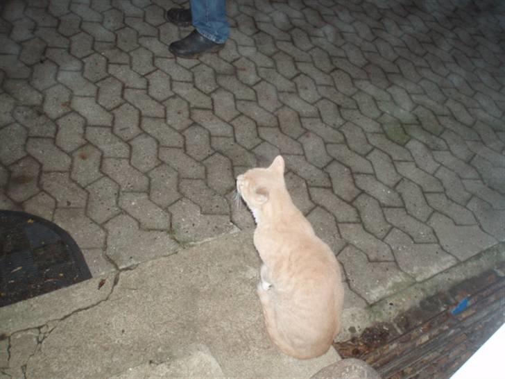 Huskat Snehvide - det er min lille kat, er den ikke sød:-)  billede 4