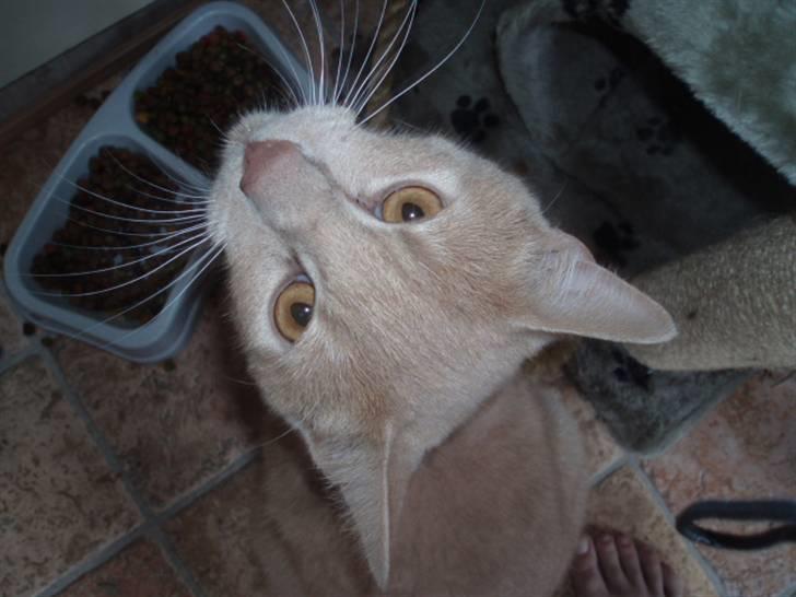 Huskat Snehvide - Den har nogle søde øjne!!!! billede 5