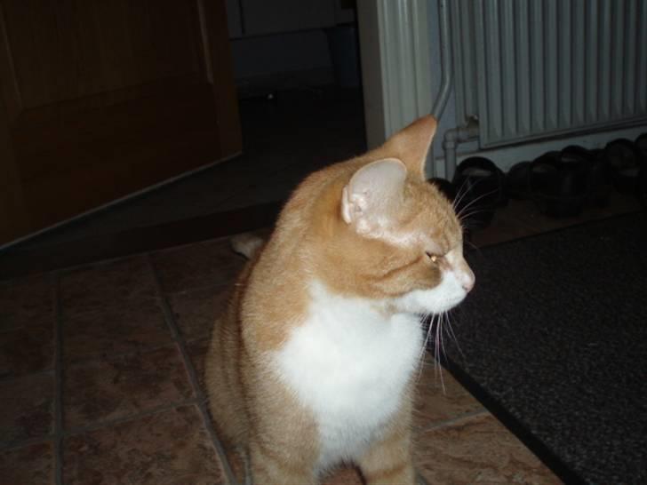 Huskat Speedy  - han er bare kær billede 3