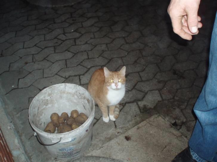 Huskat Speedy  - han er tit ude, at fange mus  billede 4