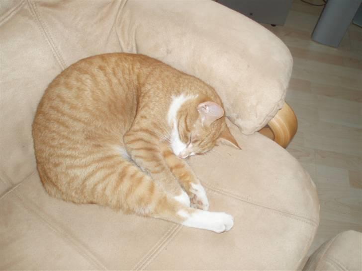 Huskat Speedy  - han sover meget  billede 5