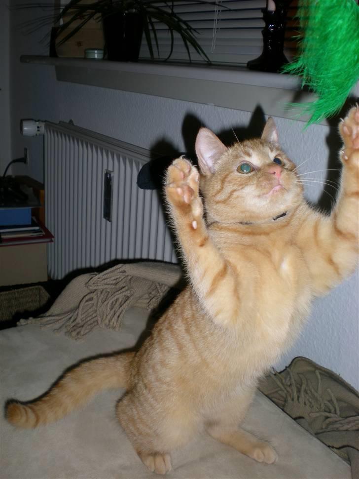 Huskat Bailey billede 1