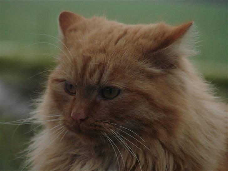 Blanding af racer Sønderstrands Reje - Skønne Reje billede 7