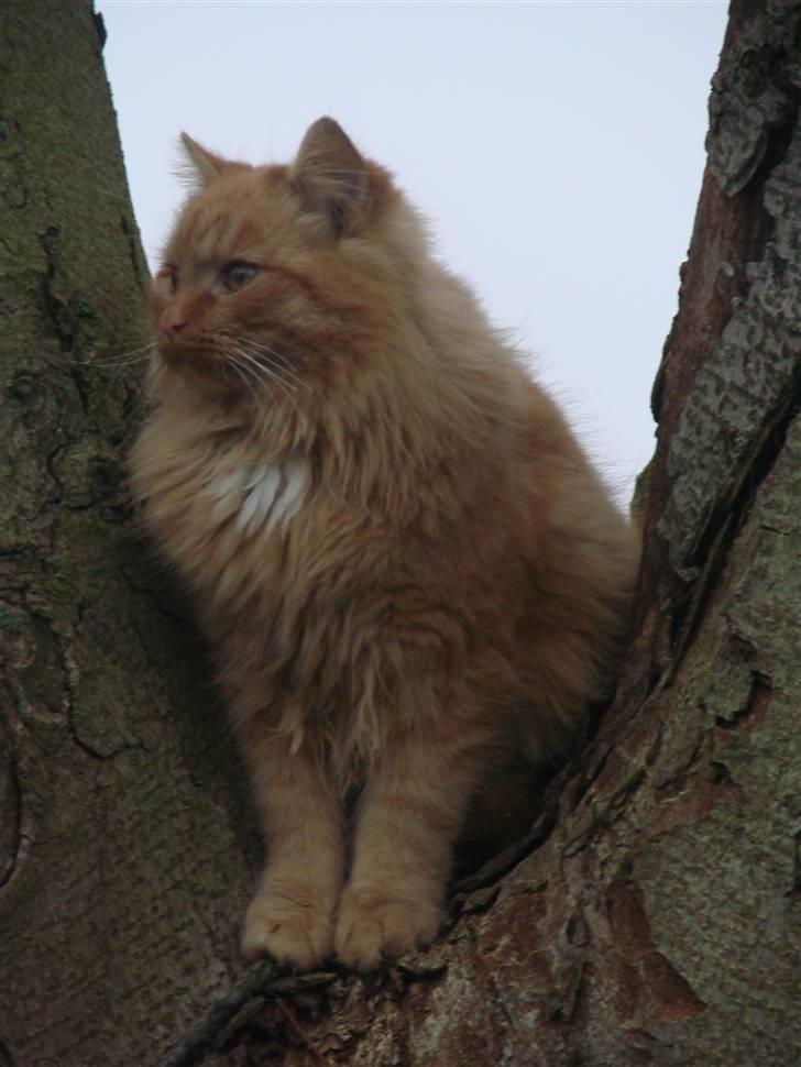 Blanding af racer Sønderstrands Reje - Min kæmpetiger ;)  billede 8