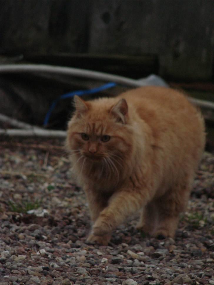 Blanding af racer Sønderstrands Reje - Han er mit et og alt <3 billede 9