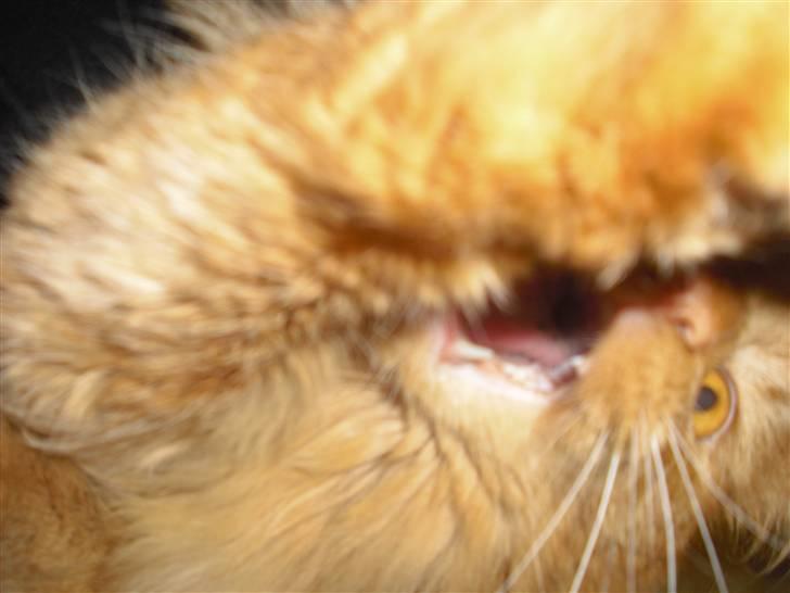 Norsk Skovkat marius - marius er og bliver bar sjov  billede 11