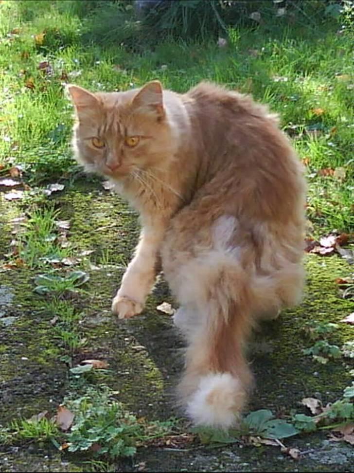 Norsk Skovkat marius - ude i haven, ikke så godt men er også fra min mobil billede 12