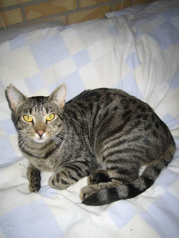 Huskat Basse RIP )':   billede 1