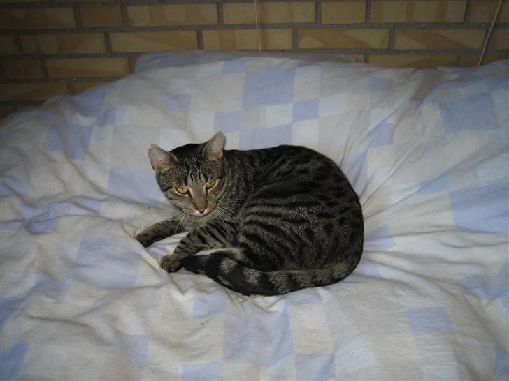 Huskat Basse RIP )':   billede 2