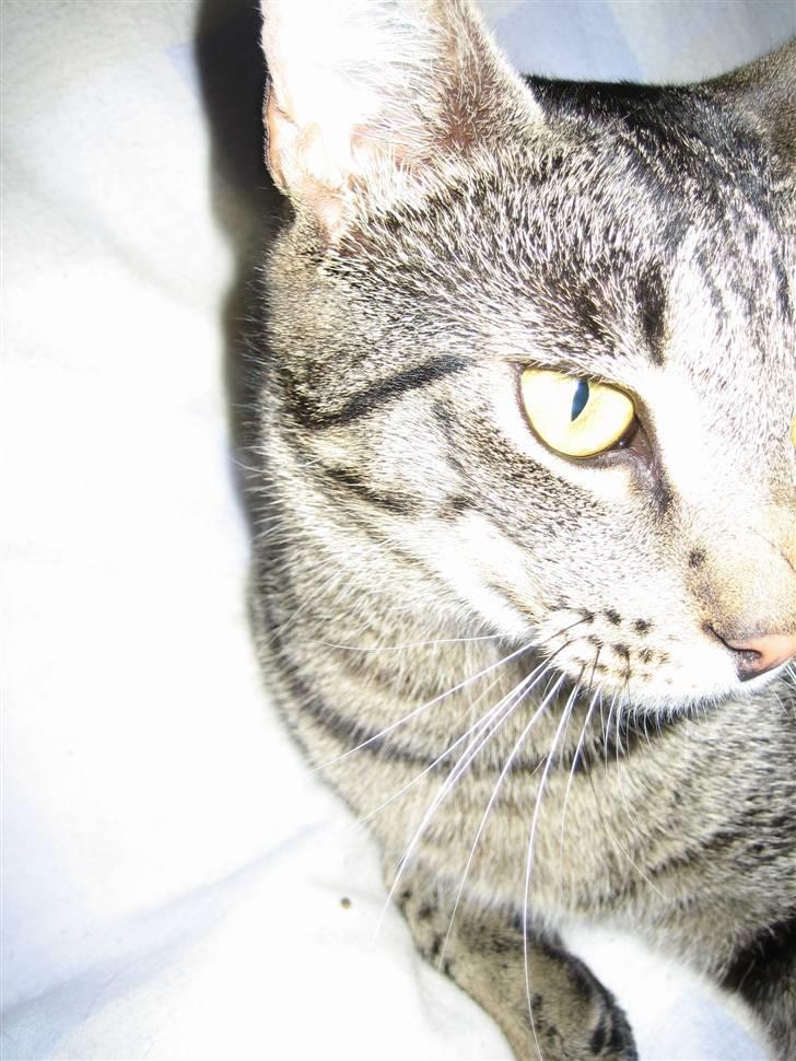 Huskat Basse RIP )':   billede 3