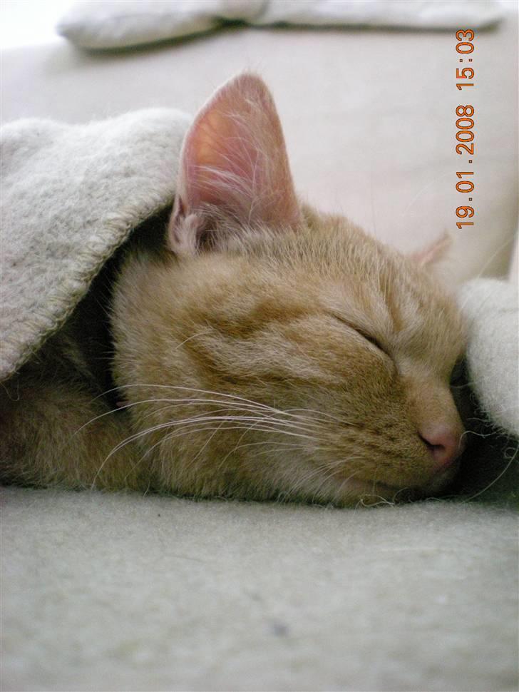 Huskat Bailey billede 2