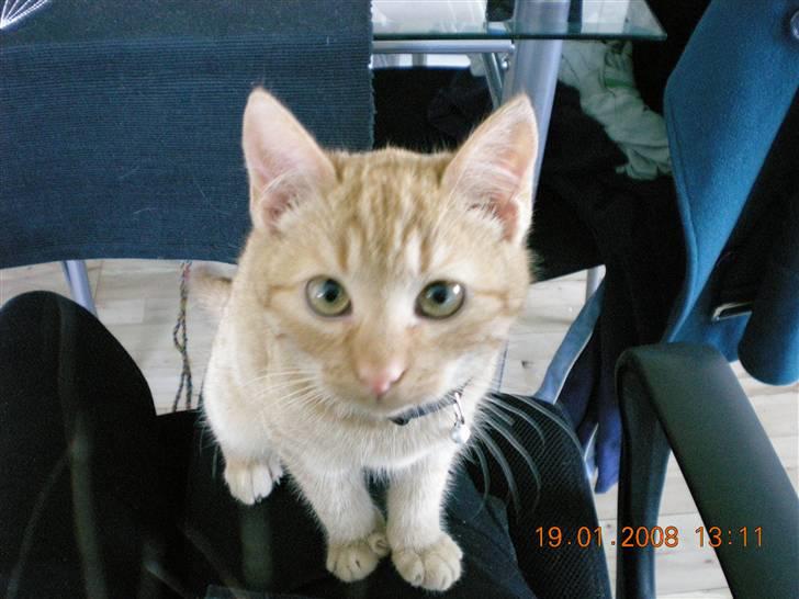 Huskat Bailey billede 3